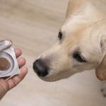 Pet Medications